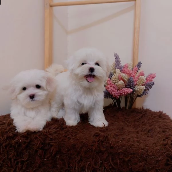maltesi cuccioli tutti bianchi!!!