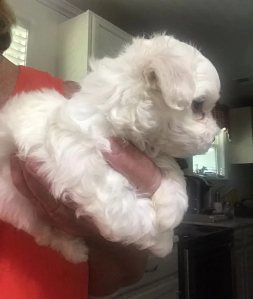 cuccioli di maltese toy!!