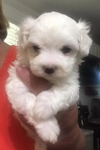 cuccioli di maltese toy!! | Foto 0