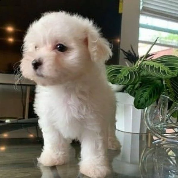 maltese toy cuccioli!!!