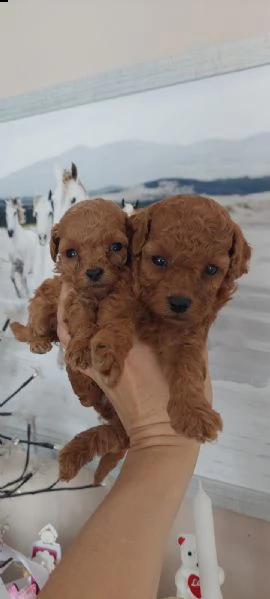 barboncini nani e giocattolo | Foto 5
