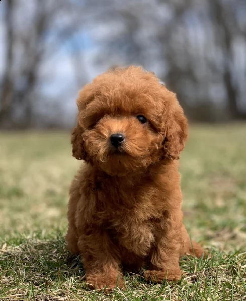 cuccioli di barboncina!!