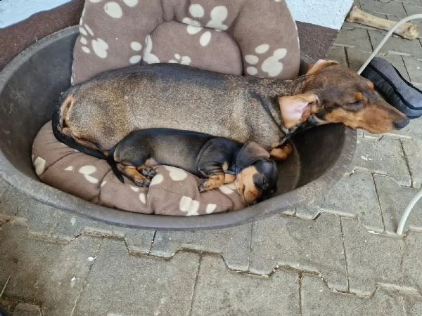 disponibili cuccioli di bassotto nano a pelo corto | Foto 3