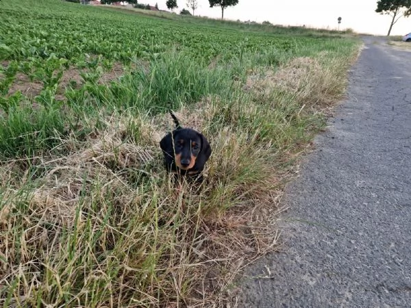 disponibili cuccioli di bassotto nano a pelo corto