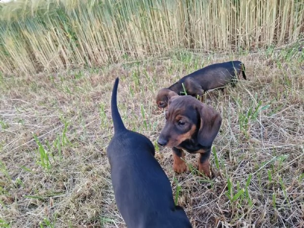 disponibili cuccioli di bassotto nano a pelo corto | Foto 2