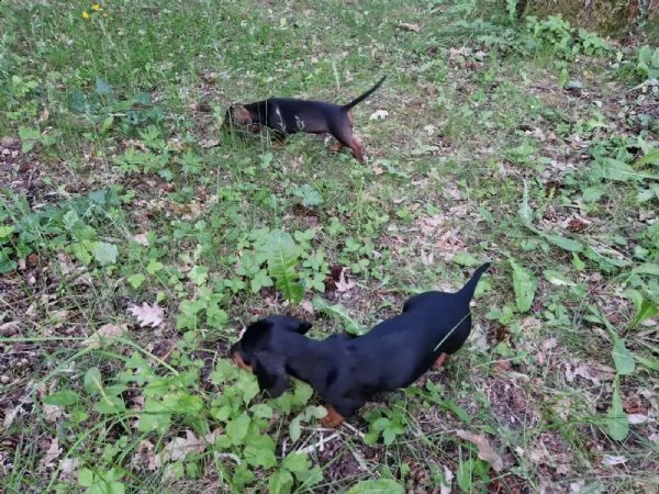 disponibili cuccioli di bassotto nano a pelo corto | Foto 1