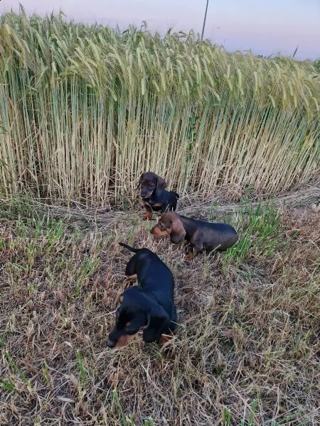 disponibili cuccioli di bassotto nano a pelo corto | Foto 0