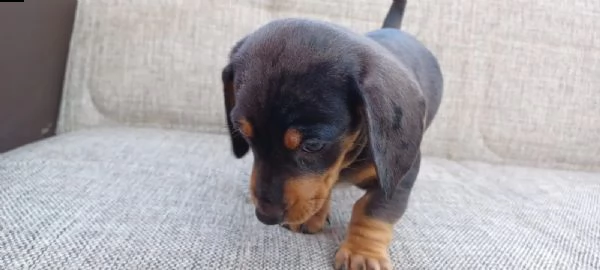 meravigliosi cuccioli di bassotto nano