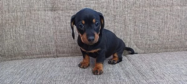 meravigliosi cuccioli di bassotto nano | Foto 3