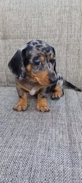 meravigliosi cuccioli di bassotto nano | Foto 2