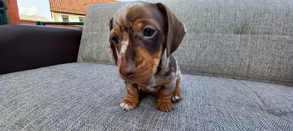 meravigliosi cuccioli di bassotto nano | Foto 1