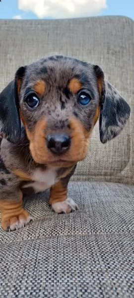meravigliosi cuccioli di bassotto nano | Foto 0