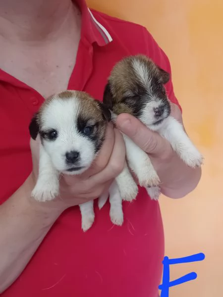 Jack russel terrier  | Foto 5