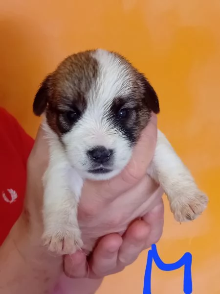 Jack russel terrier  | Foto 3