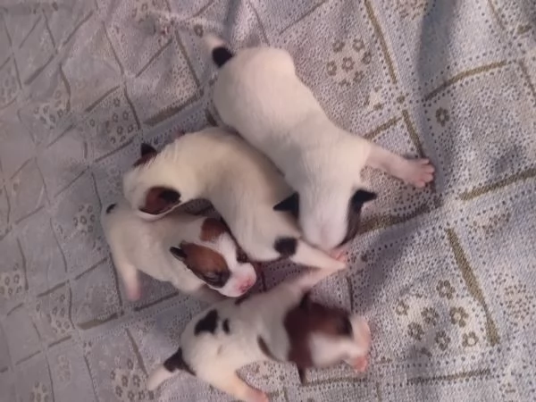 Jack russel terrier  | Foto 0