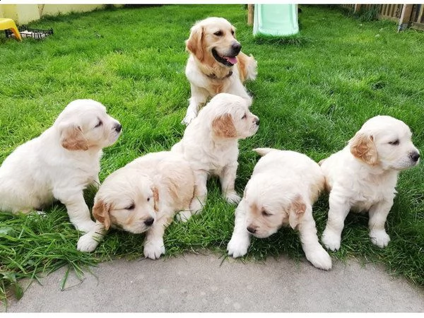 cuccioli di golden retriever
