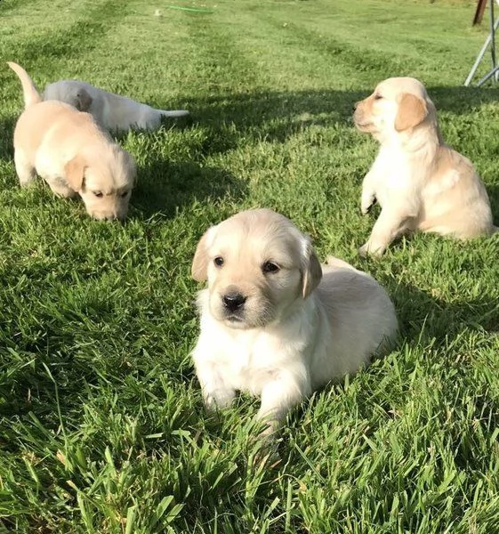 cuccioli di golden retriever | Foto 0
