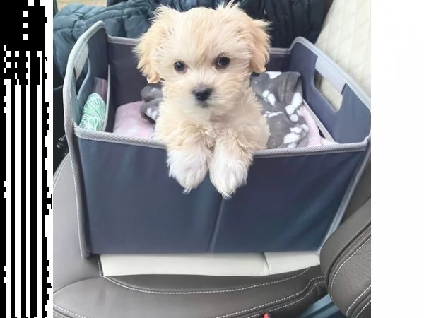 dolci cuccioli allevati in casa di maltipoo