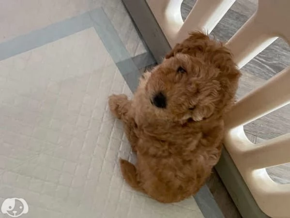Cuccioli di barboncino rosso | Foto 1