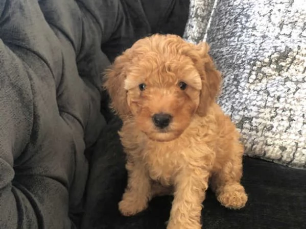 Cuccioli di barboncino rosso | Foto 0