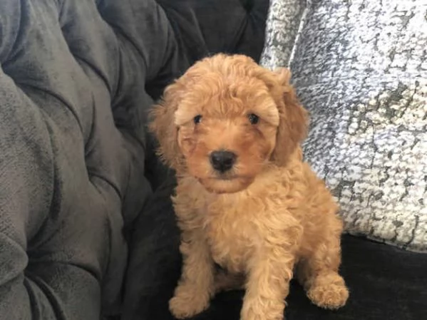 Cuccioli di barboncino rosso