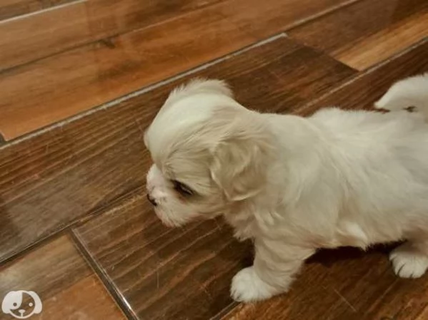 Maltese mini toy | Foto 2