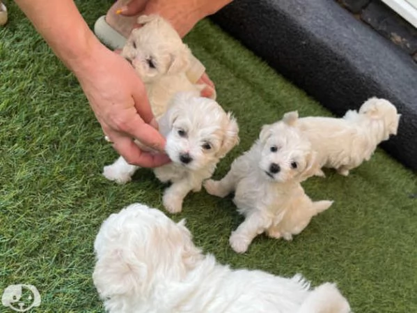 Maltese mini toy