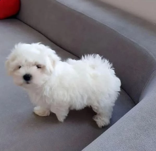 regalo  maltese mini toy!?()?[]{} | Foto 0