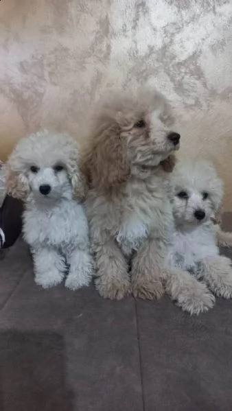 bellissimo barboncino toy cuccioli | Foto 4