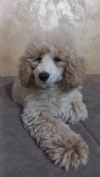 bellissimo barboncino toy cuccioli | Foto 3