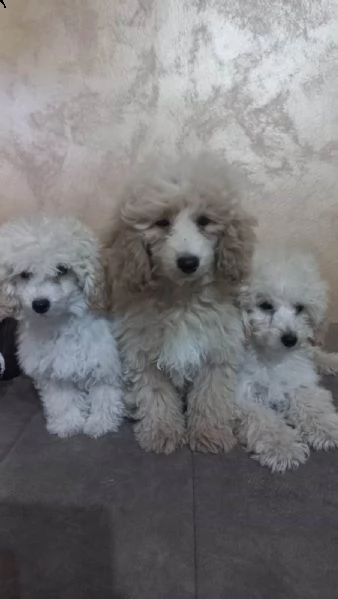 bellissimo barboncino toy cuccioli | Foto 2
