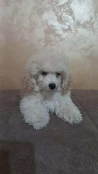 bellissimo barboncino toy cuccioli | Foto 1