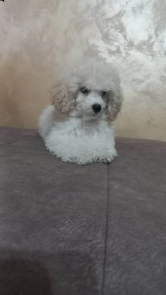 bellissimo barboncino toy cuccioli