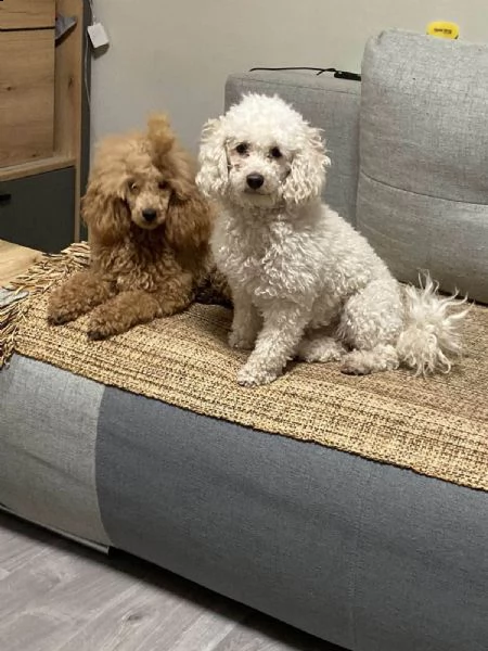 bellissimo barboncino toy cuccioli | Foto 0