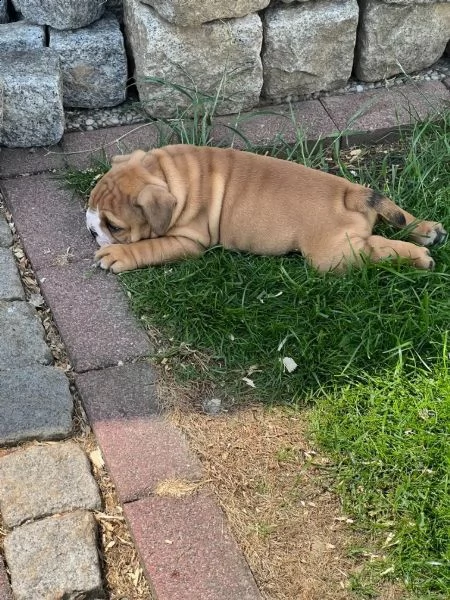 stupendi cuccioli di bulldog inglese | Foto 3