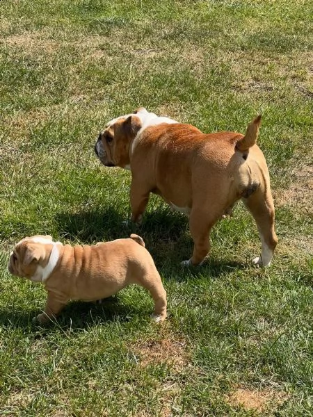 stupendi cuccioli di bulldog inglese | Foto 2