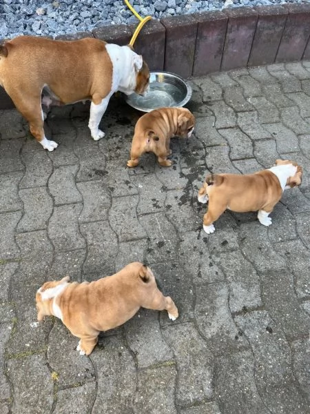 stupendi cuccioli di bulldog inglese | Foto 1