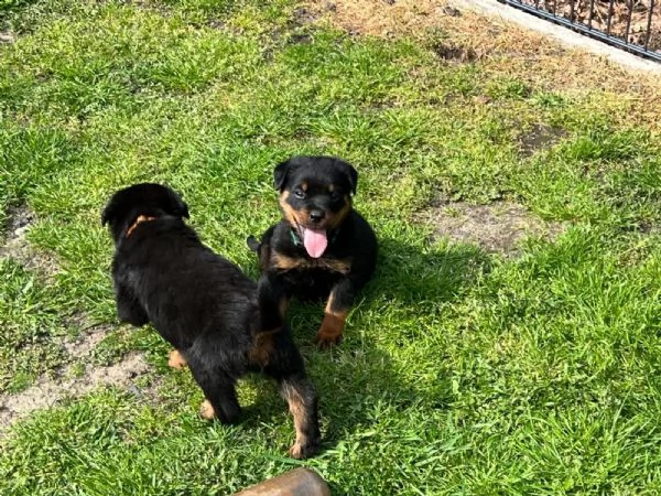 rottweiler cuccioli (maschio e femmina) | Foto 2