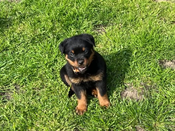 rottweiler cuccioli (maschio e femmina) | Foto 0