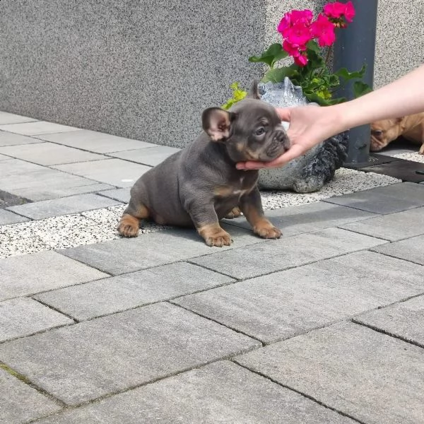 cuccioli di bouldogue francesi | Foto 4