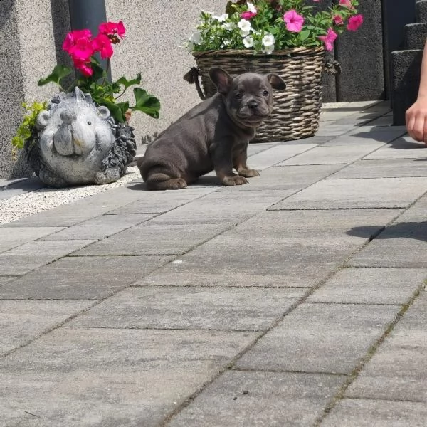 cuccioli di bouldogue francesi | Foto 3