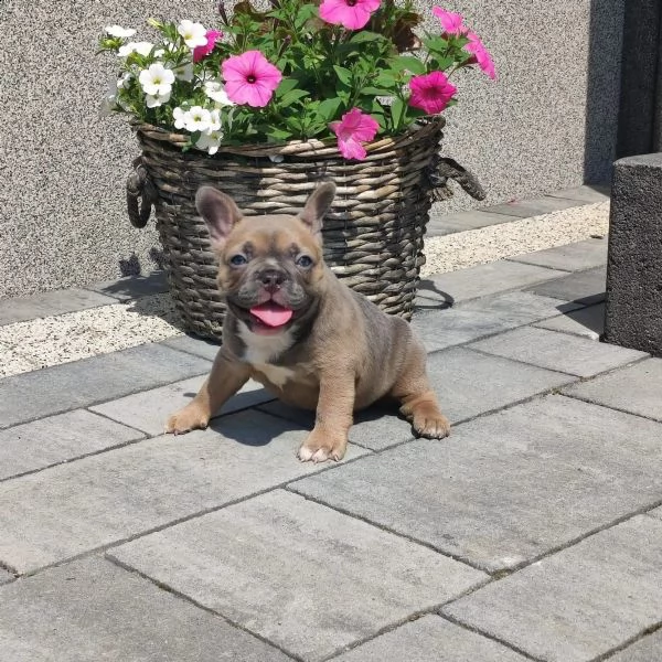 cuccioli di bouldogue francesi | Foto 1