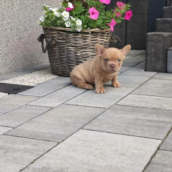 cuccioli di bouldogue francesi