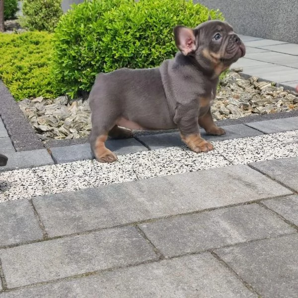 cuccioli di bouldogue francesi | Foto 0