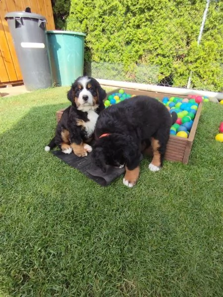 meravigliosi cuccioli di bovaro del bernese | Foto 0