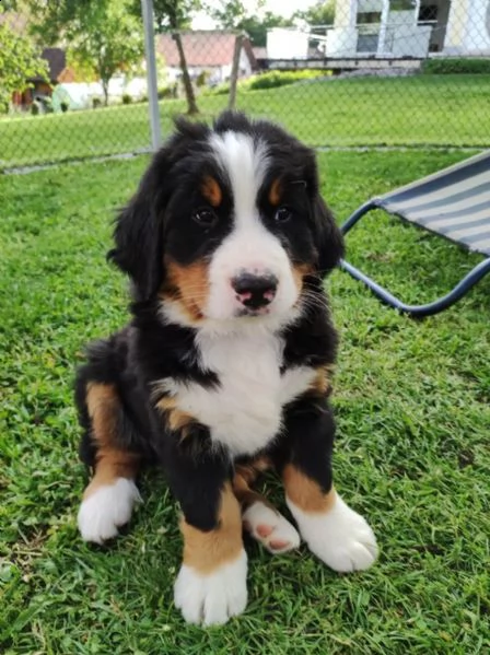 3meravigliosi cuccioli di bovaro del bernese