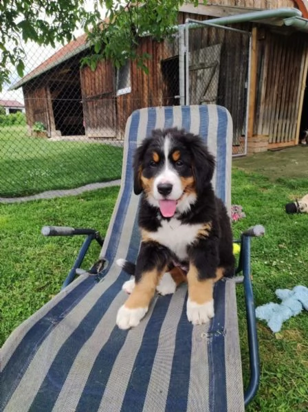 3meravigliosi cuccioli di bovaro del bernese | Foto 2