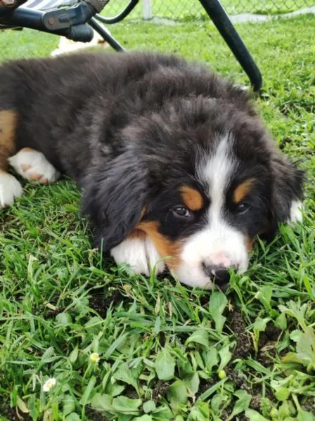 3meravigliosi cuccioli di bovaro del bernese | Foto 1