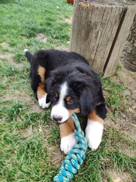 3meravigliosi cuccioli di bovaro del bernese | Foto 0