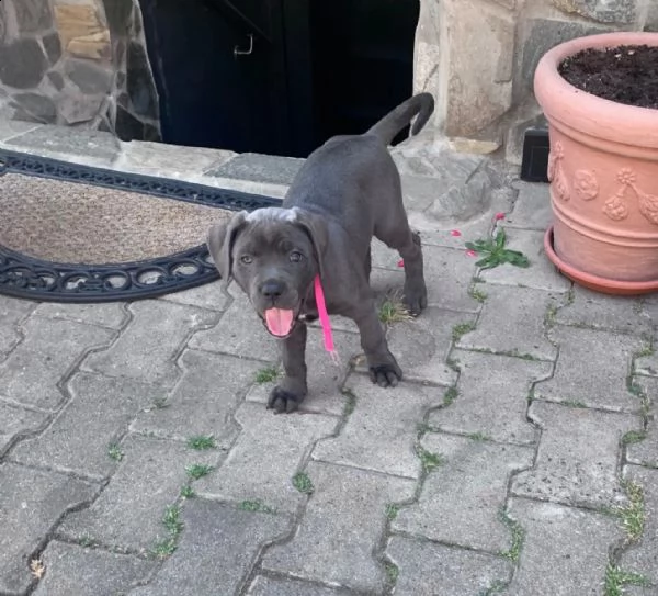 cane corso colore  blu  con pedigree | Foto 1